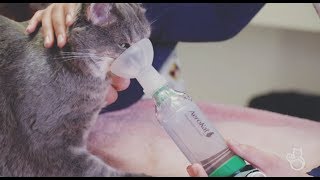 How to Use a Feline Aerosol Chamber at Home [upl. by Lisette]