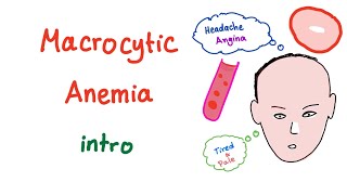 Macrocyctic Anemia Intro [upl. by Nnylyma360]