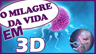 O milagre da vida simulação 3D de uma gravidez [upl. by Ikim]