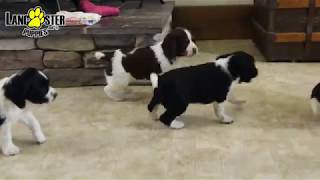 English Springer Spaniel Puppies [upl. by Honey]