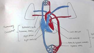 Pulmonary amp Systemic Circulation [upl. by Leontina]