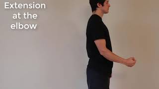 Muscle Actions Triceps Brachii [upl. by Elirpa]