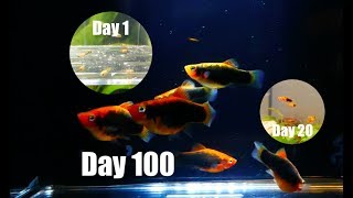 Platy Fish Life Cycle Breeding Project [upl. by Jaye]