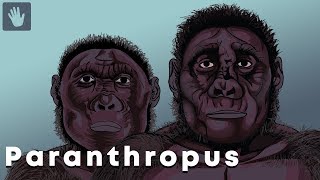 Paranthropus Evolution [upl. by Derwood310]