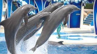 SeaWorlds Dolphin Show voted quotBest on YouTubequot [upl. by Eseyt]