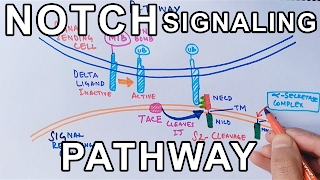 Mechanism of NOTCH SIGNALING PATHWAY [upl. by Odanref629]