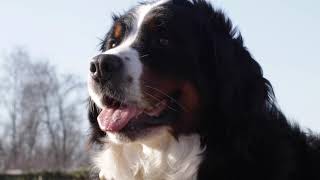 Razza Bovaro Del Bernese [upl. by Prestige]