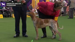 American English Coonhounds  Breed Judging 2020 [upl. by Bael]