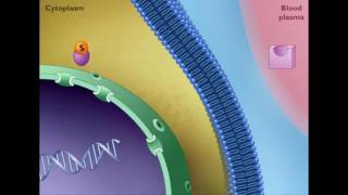 Mechanism of STEROID HORMONE action [upl. by Inele]