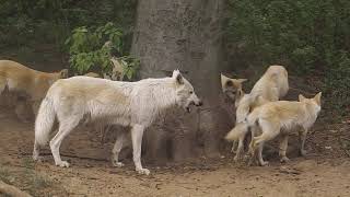 Zoo Osnabrück Schimpansen  Hudson Bay Wölfe [upl. by Memberg]