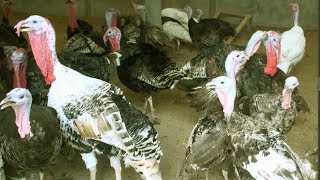 Turkey Bird  Free Range Turkey Farm Best Business Opportunity [upl. by Sadnalor]