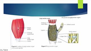 Alevel PE  Proprioceptive Neuromuscular Facilitation  Anatomy amp Physiology [upl. by Anitaf773]