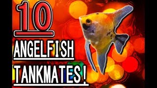 10 Fish you can keep with angelfish [upl. by Perce36]