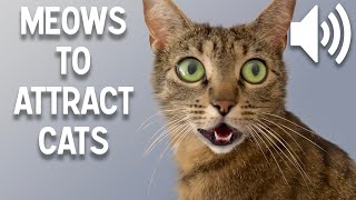 Sounds that attract cats  Meow to make cats come to you [upl. by Jenesia955]