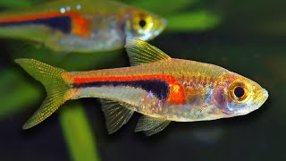 Top 10 Aquarium Fish For Beginners [upl. by Bronnie]