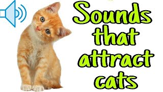 Sounds that attract cats  Meow to make cats come to you [upl. by Shiverick615]