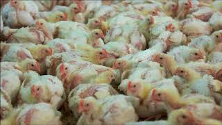 Chicken meat production BBC Countryfile [upl. by Oshinski109]