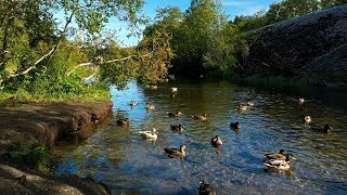 Ducks quacking on a river in the forest [upl. by Miarfe]