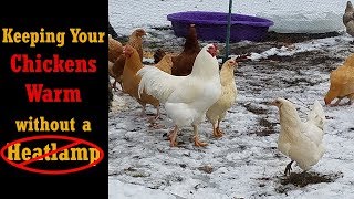 6 Ways to Keep your Chickens Warm in the Winter without a Heatlamp [upl. by Julia]