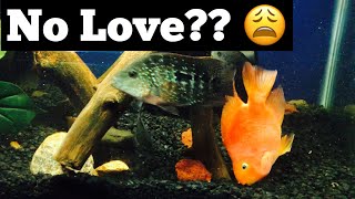 Blood Parrot Fish Breeding with Texas Cichlid [upl. by Yllek]