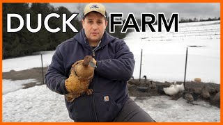 What I wish I’d known before starting a Duck Farm [upl. by Erual]