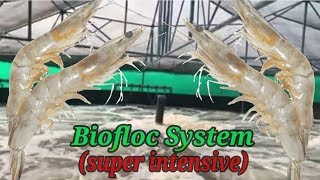 Super Intensive Biofloc Shrimp Farming  Vannamei Farming [upl. by Atselec]