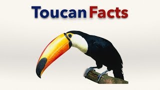 Toucan Facts [upl. by Trocki]