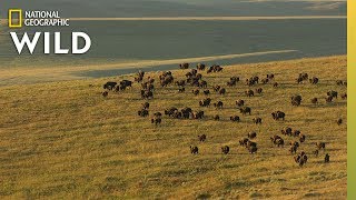 Yellowstone’s Iconic Animals  Nat Geo WILD [upl. by Noral]