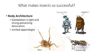 Introduction to Entomology [upl. by Clarey910]