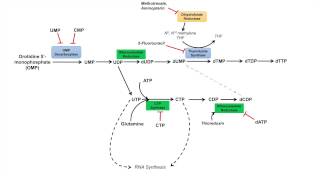 Pyrimidine Synthesis and Salvage Pathway [upl. by Vevina]