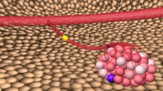 The Cancer Stem Cell Theory [upl. by Nolram]