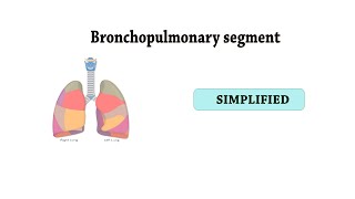 brochopulmonary segments [upl. by Ahsekahs]