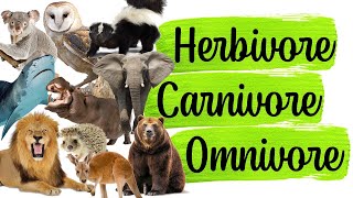 Science Quiz Herbivore Carnivore Omnivore  ANY 10 [upl. by Hays]