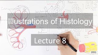 Histology Renal System [upl. by Hamal]