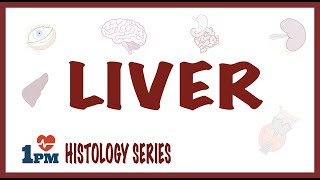 Liver Histology [upl. by Adachi]