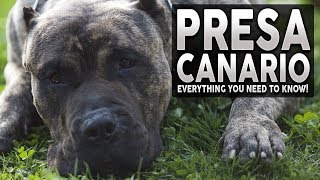 PRESA CANARIO 101 Everything You Need To Know About The Presa Canario [upl. by Trilbee]