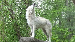 What 30 Wolves Howling Sounds Like [upl. by Rosaleen]