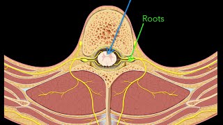 Spinal nerves [upl. by Farwell]