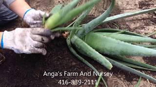 How to plant Aloe Vera [upl. by Blakely]