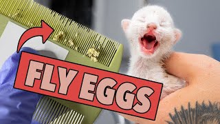 Ugh These Kittens Are Covered in Fly Eggs Learn what to do amp how to help [upl. by Shea296]