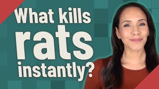 What kills rats instantly [upl. by Chil]