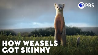 How Weasels Got Skinny [upl. by Addam767]