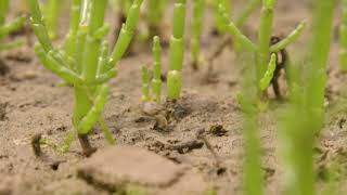 Where does marsh samphire come from [upl. by Aiekam]