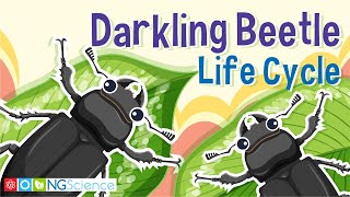 Darkling Beetle Mealworm Life Cycle [upl. by Adnauqaj]