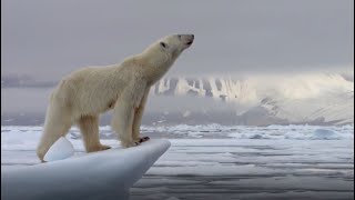 Best Polar Bear Moments  Part 1  BBC Earth [upl. by Ythomit]