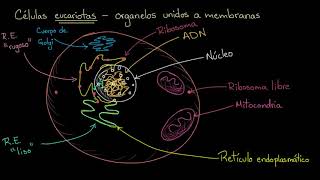 Organelos en células eucariotas  Khan Academy en Español [upl. by Atinrahs]