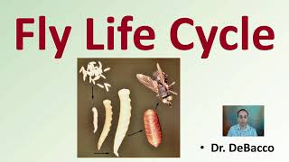 Fly Life Cycle [upl. by Austen270]