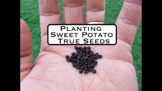 Planting True Sweetpotato Seed [upl. by Hancock225]