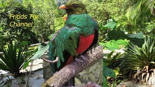 Resplendent Quetzal Bird Sound [upl. by Arndt]