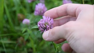 5 Medicinal Plants And Herbs You Can Find In Your Yard [upl. by Mylo]